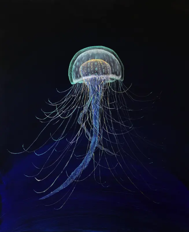 Jellyfish