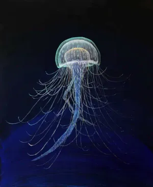 Jellyfish