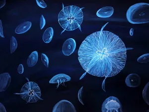 Moon Jellyfish